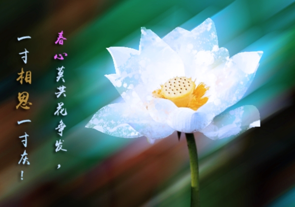 荷花