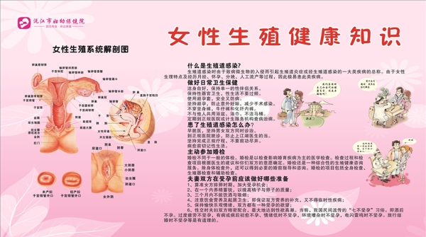 女性生殖器女性解剖图