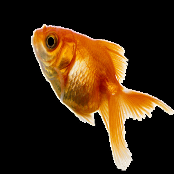 唯美實(shí)物小魚靜態(tài)素材