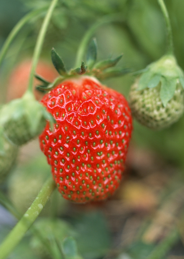 草莓高清摄影图片