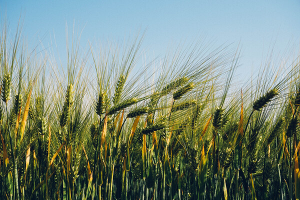 农业领域的小麦