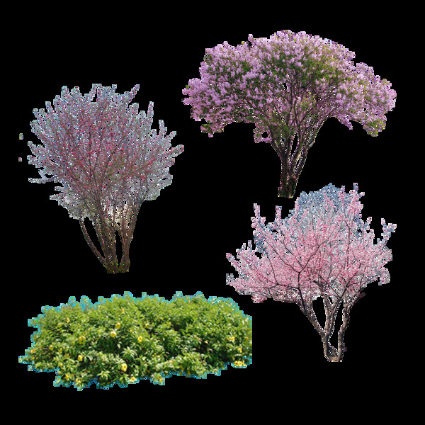 樹花