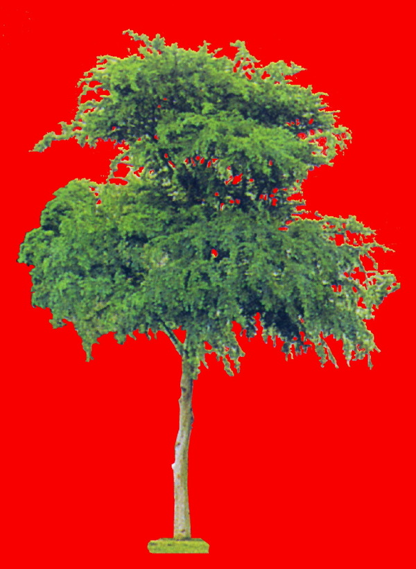 植物貼圖素材JPG1333