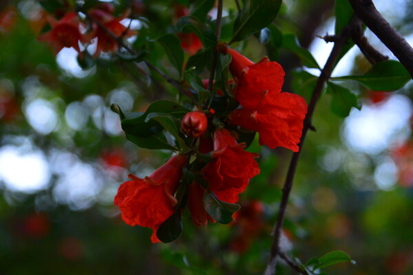 石榴花