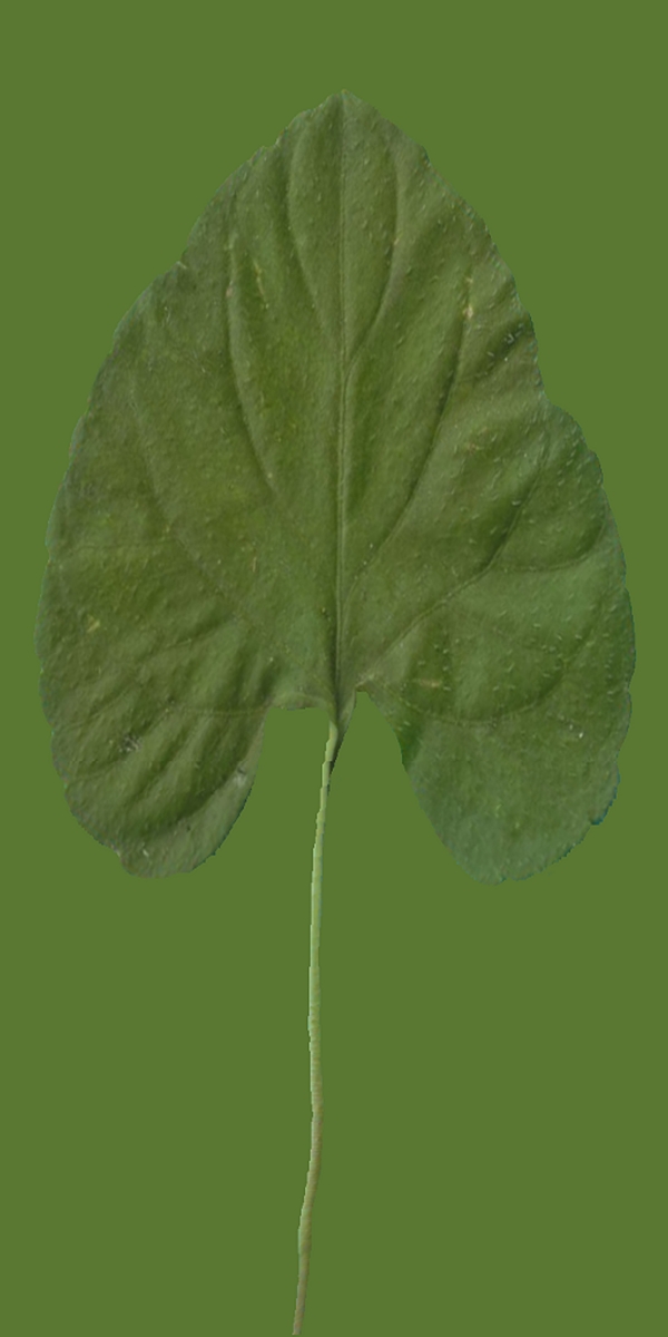 小型花卉植物3D模型免費下載帶材質(zhì)20