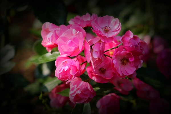 粉色薔薇