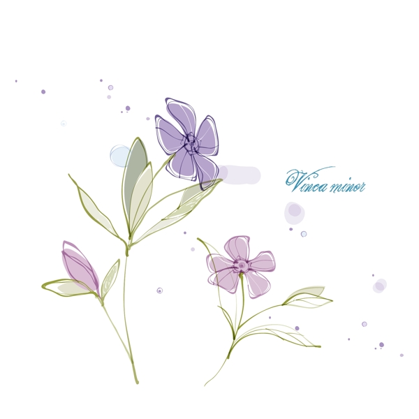 小蔓長春花