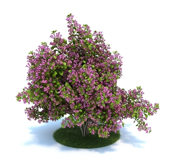 植物模型下载图片