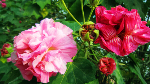 芙蓉花圖片