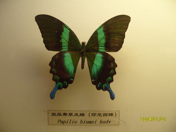 印尼国蝶图片