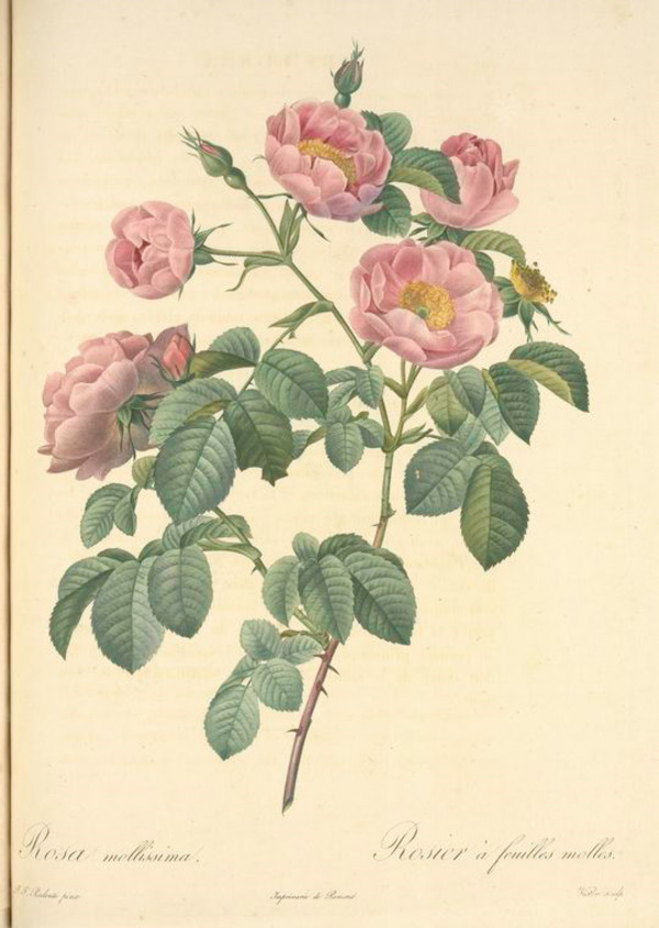 復(fù)古玫瑰花
