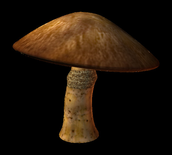 雨后新鲜蘑菇png元素素材
