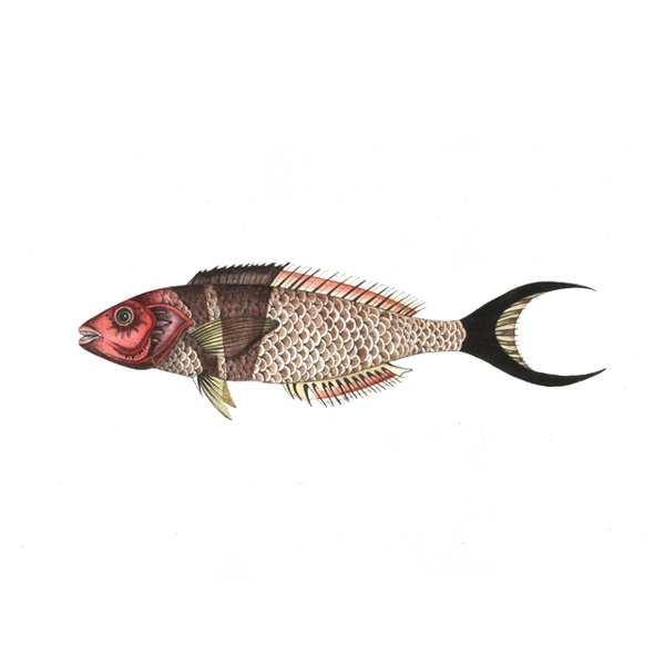 位圖插畫(huà)動(dòng)物插畫(huà)藝術(shù)效果手繪免費(fèi)素材
