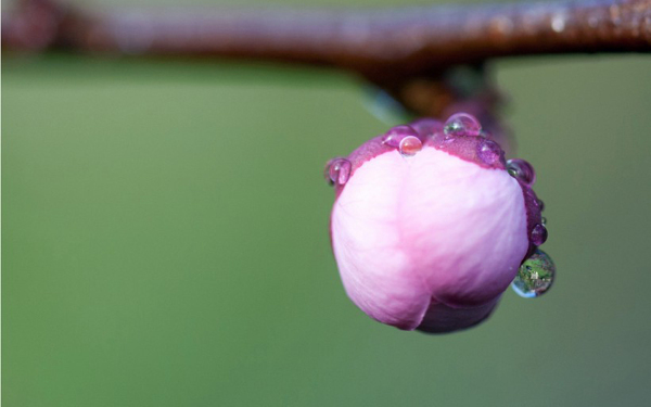 位圖寫(xiě)實(shí)花卉植物花朵野花免費(fèi)素材