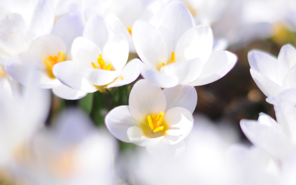 位圖植物圖案寫實(shí)花卉花朵小桃花免費(fèi)素材