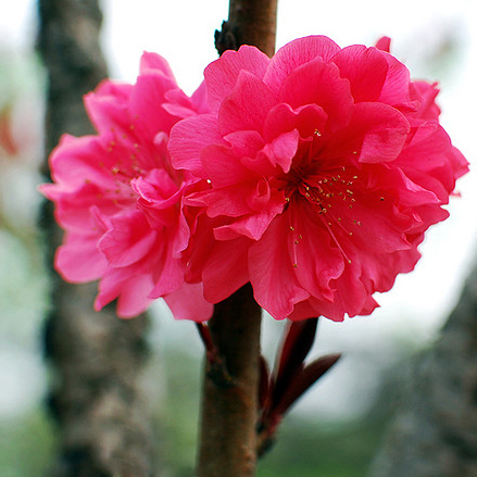 位圖植物攝影寫(xiě)實(shí)花卉花朵數(shù)碼照片免費(fèi)素材