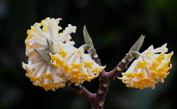 打結(jié)花圖片