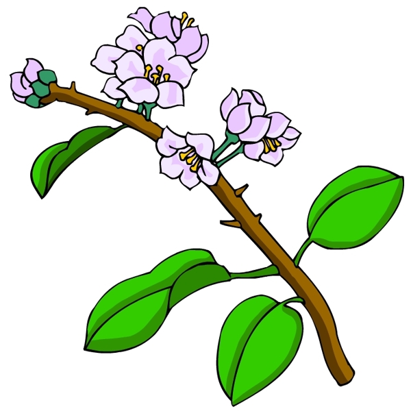 花卉古典插畫