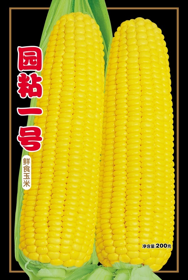 粘玉米種圖片