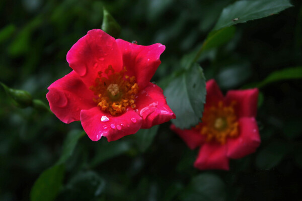 红蔷薇花