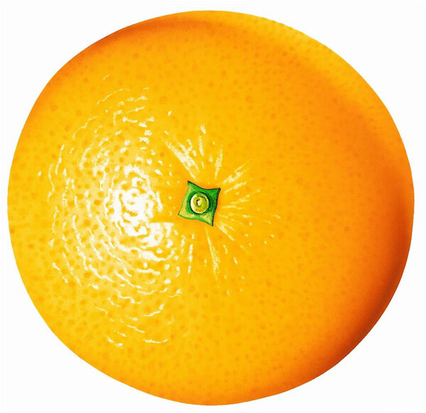 手繪柳橙