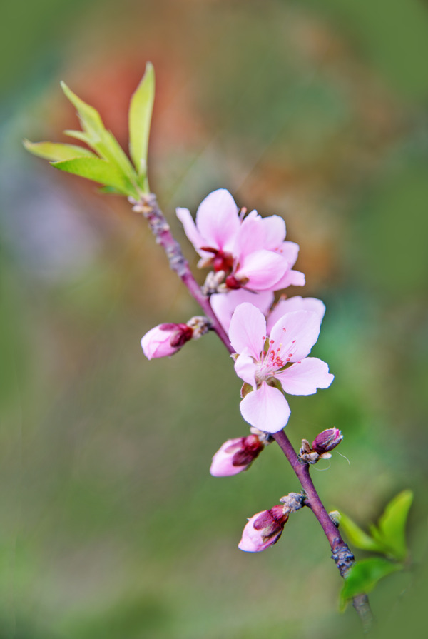 桃花花卉