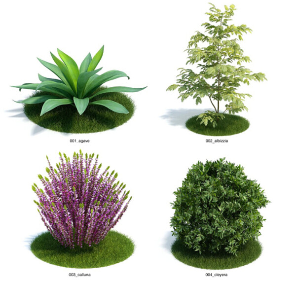 花卉植物模型