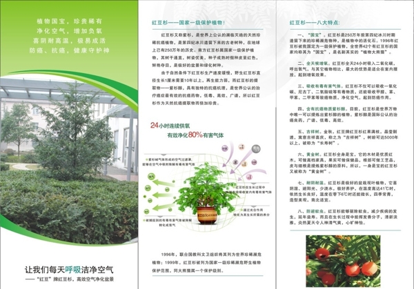 紅豆杉三折頁
