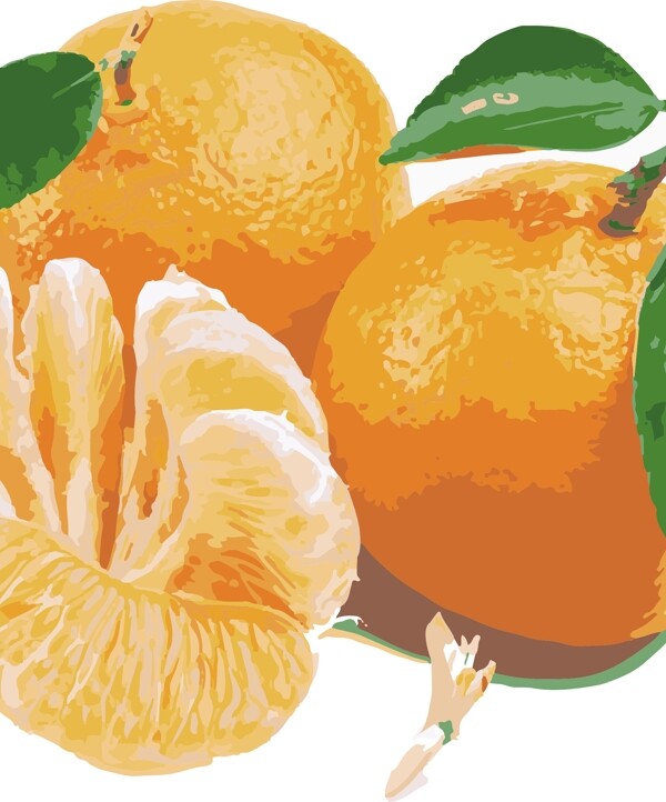 水彩油画橘子图图片