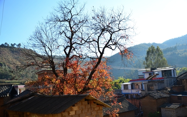 山村紅樹圖片