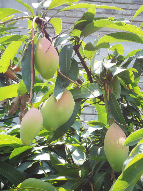 夏季水果青芒果圖片