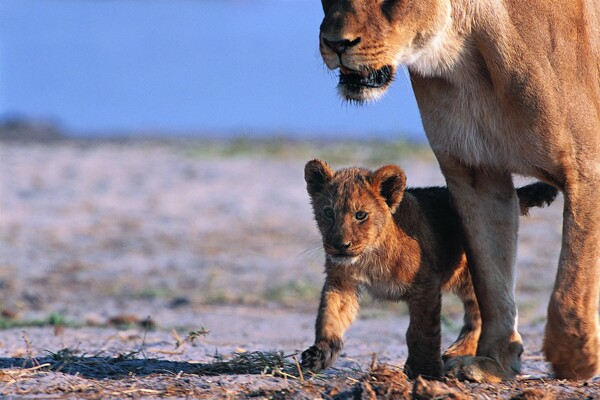 母狮子狮子幼崽