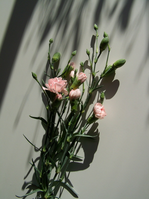 粉色康乃馨花束图片