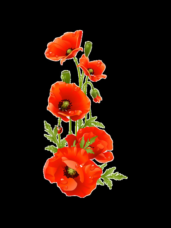 艳丽橙红色花朵花束实物元素