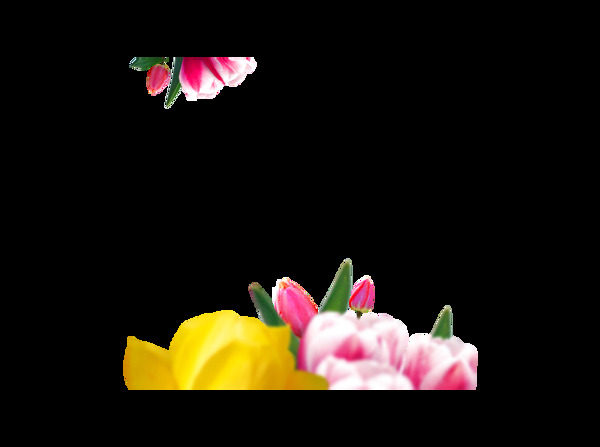 粉色黄色花骨朵插画png元素
