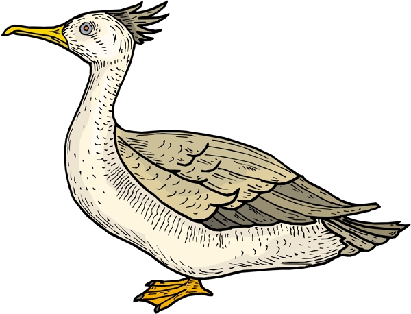 各種鳥類鳥動物矢量素材EPS格式0161