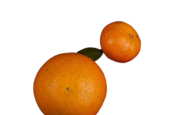 两个酸甜可口的橘子
