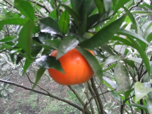 橘子圖片