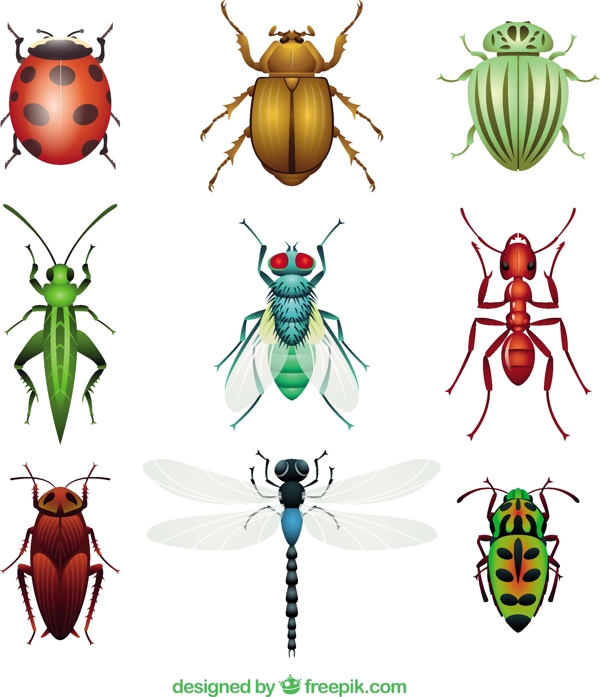 昆虫的品种