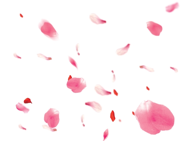 粉红花瓣飘落