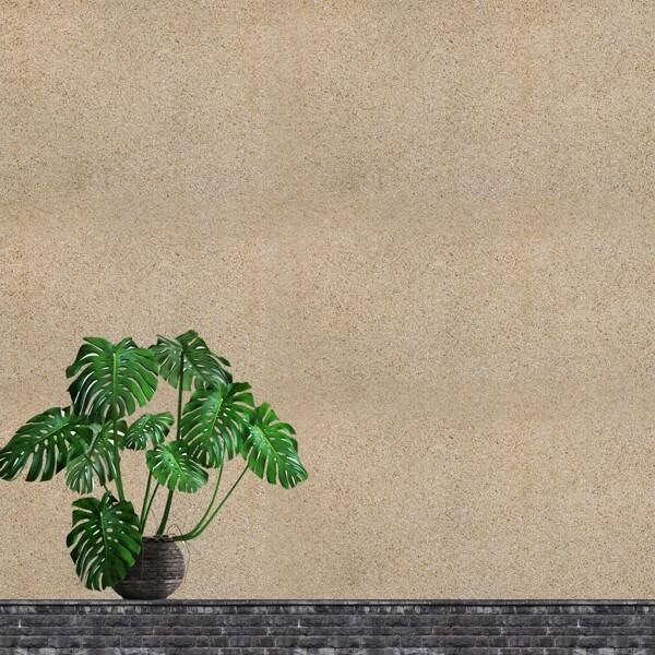 沙墻下的植物
