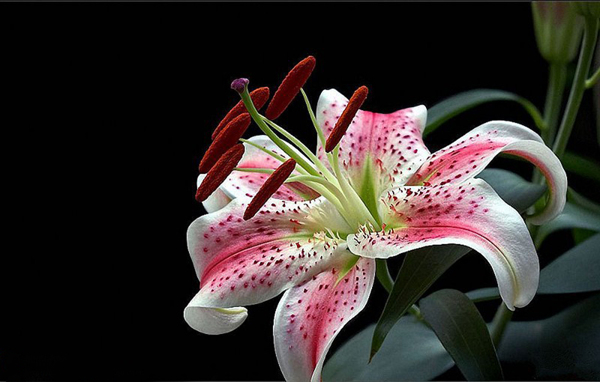 百合花植物圖片