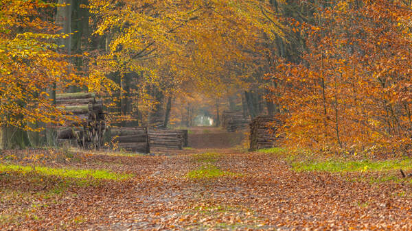 秋天树林道路风景