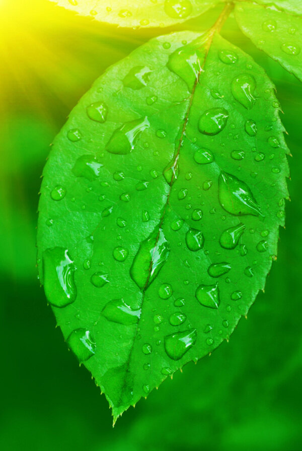 水滴與綠葉高清圖片