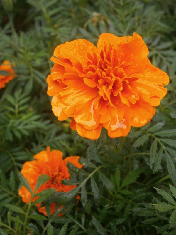 花朵圖片