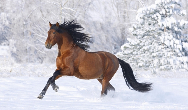 雪原中的野马图片