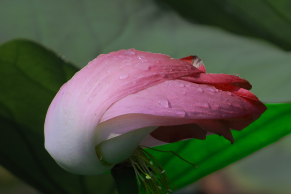風(fēng)雨后的荷花