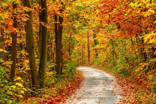 美丽秋天小路风景图片
