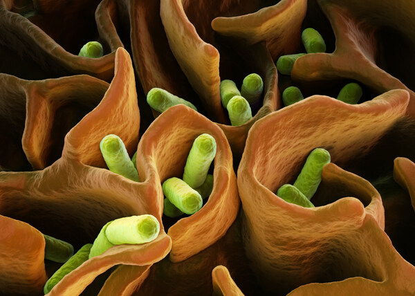 生长在身体里的细菌图片