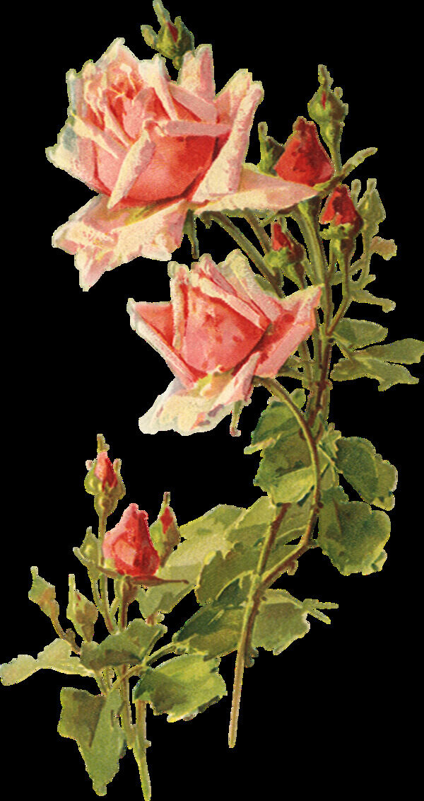 手绘水彩标本玫瑰花png透明素材